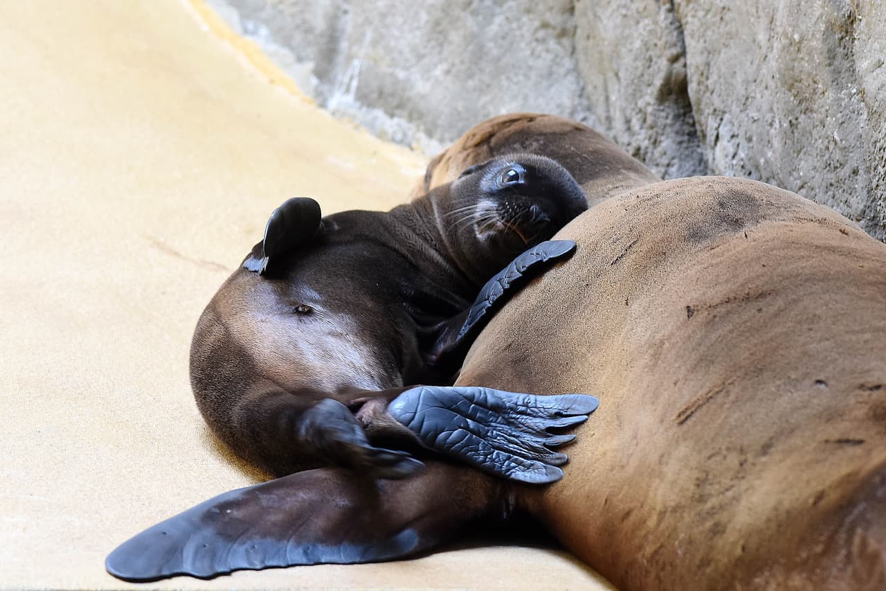 A pesar de que los leones marinos de California son catalogados como una especie "menos preocupante" para la Unión Internacional para la Conservación de la Naturaleza, aún enfrentan desafíos en su hábitat natural.