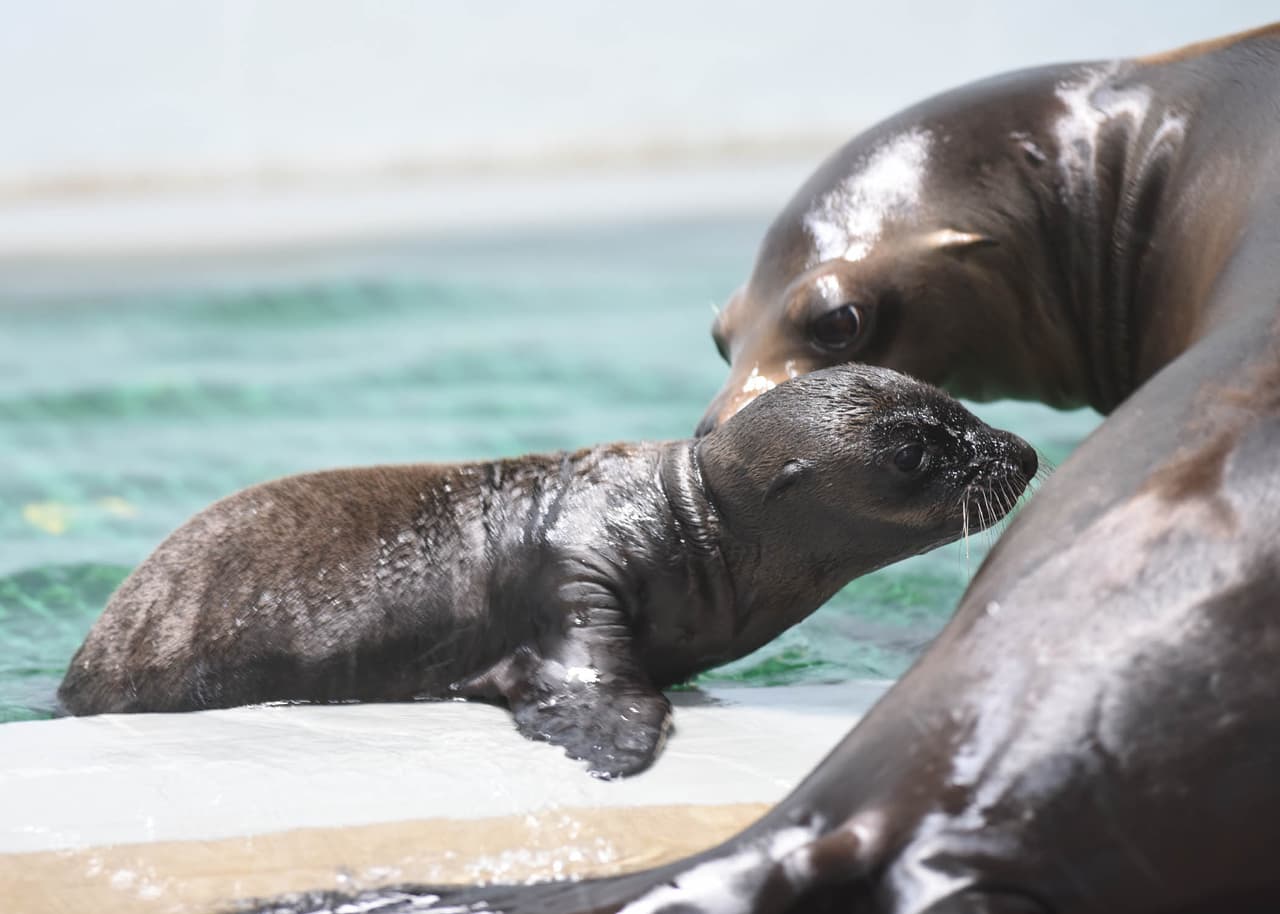Dos leones marinos californianos nacieron en este zoológico localizado al oeste de Chicago.
<br>