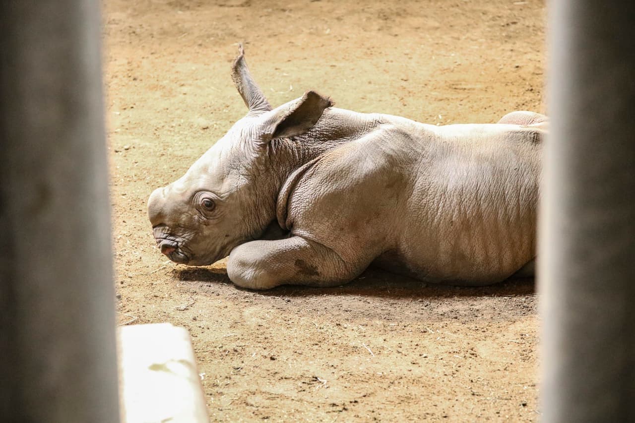 Los nombre son Jumoke "Amado por todos"; Khari "Como un rey"; Kito "Precioso"; Kendi "El ser querido"; Masego "Favor divino" y Kayode "Trajo alegría".