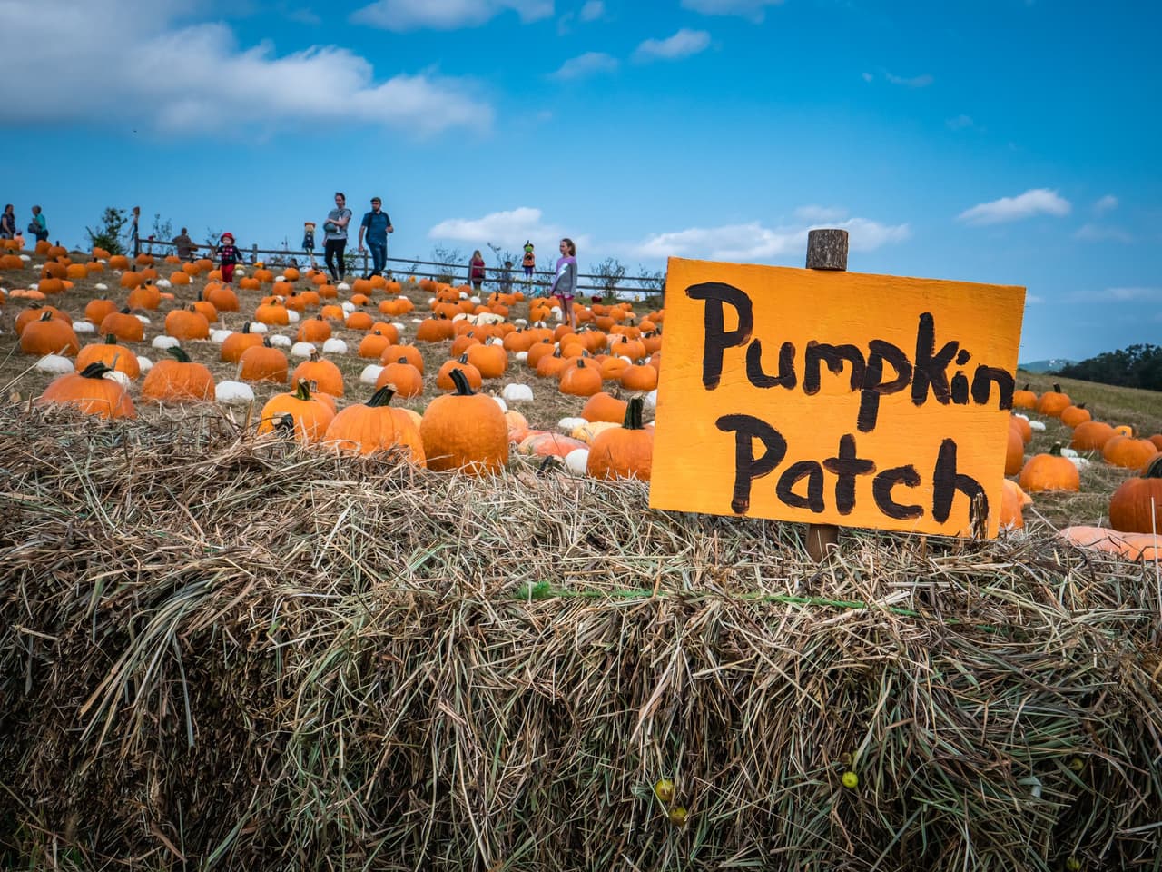 <b>Mercier Orchards (Blue Ridge)</b>
<br>
<b>Sitio web</b>: 
<a href="https://mercier-orchards.com/">https://mercier-orchards.com/</a> 
<br>
<b><a href="https://maps.app.goo.gl/feKxLne1Vegbw46h7">Cómo llegar</a> </b>
<br>
<br>Mercier Orchards es una de las granjas más grandes del norte de Georgia y abarca 300 acres. La recolección de manzanas ocupa un lugar central en Mercier, donde delicias como pasteles de manzana fritos y sidra dura muestran la cosecha local. Octubre trae el estreno del huerto de calabazas, donde puedes seleccionar manualmente la calabaza perfecta para tus festividades, decoración o delicias culinarias de temporada.