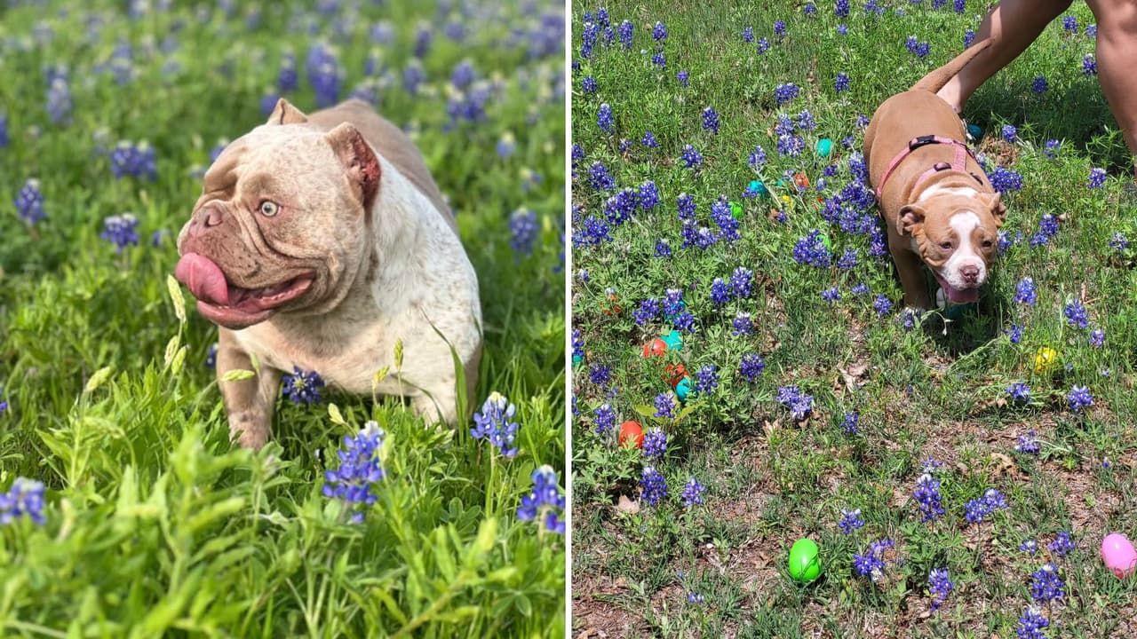 Entre el 14 y el 16 de abril Ennis tendrán su festival de bluebonnets en el centro de Ennis con actividades como música en vivo, comida típica y recorridos por los campos. Si quieres saber más de este festival
<a href="https://www.bluebonnettrail.org/_files/ugd/5b7b72_e82cc709f50c452690314a397cd3616f.pdf" target="_blank">entra a este enlace</a>.