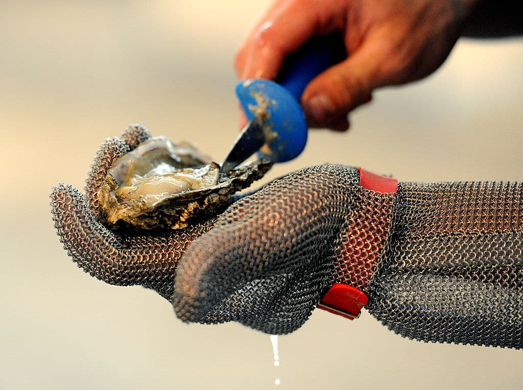 Regresa la pesca de ostras silvestres a la Bahía de Apalachicola a partir de enero de 2026