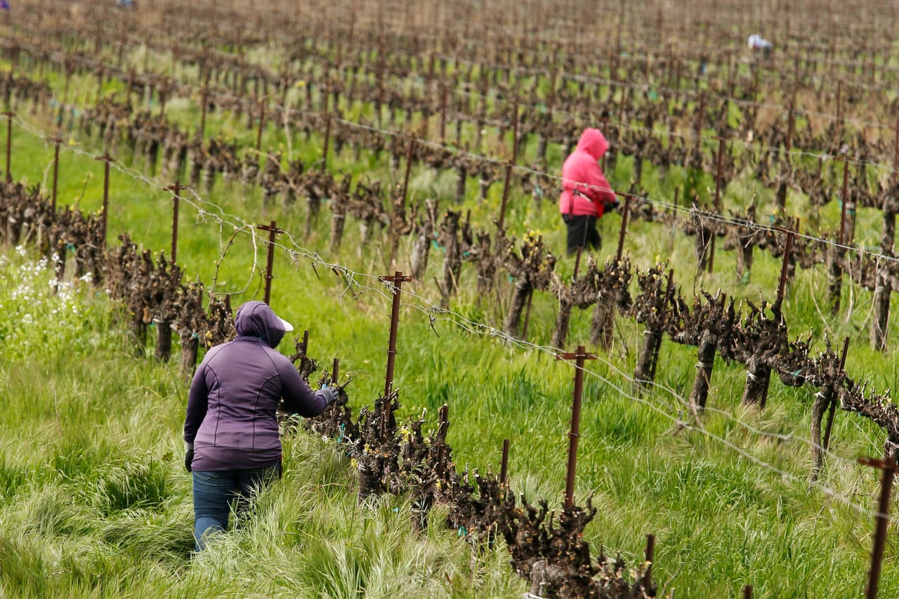 Por el hecho de ser considerados 'esenciales', los campesinos de California no pueden quedarse en sus casas como la mayoría, sino que continúan desarrollando su tarea de proveer alimentos a las mesas del país.