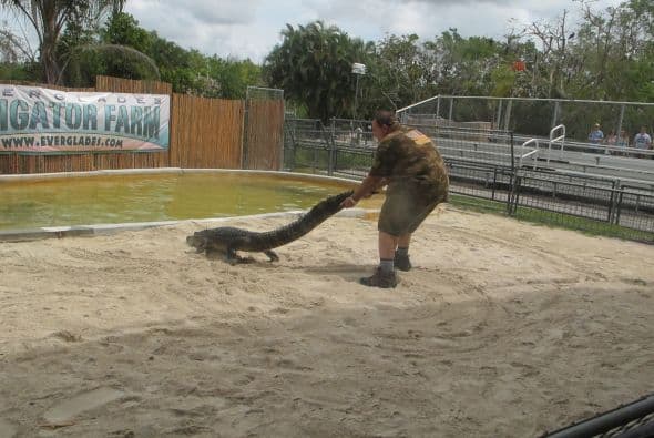 Con un poco de temor, Raúl estuvo moviendo a este enorme caimán.