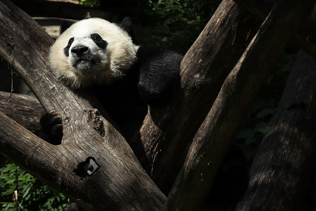 Washington le dice bye bye a "Bei Bei", el amado panda gigante que parte rumbo a China