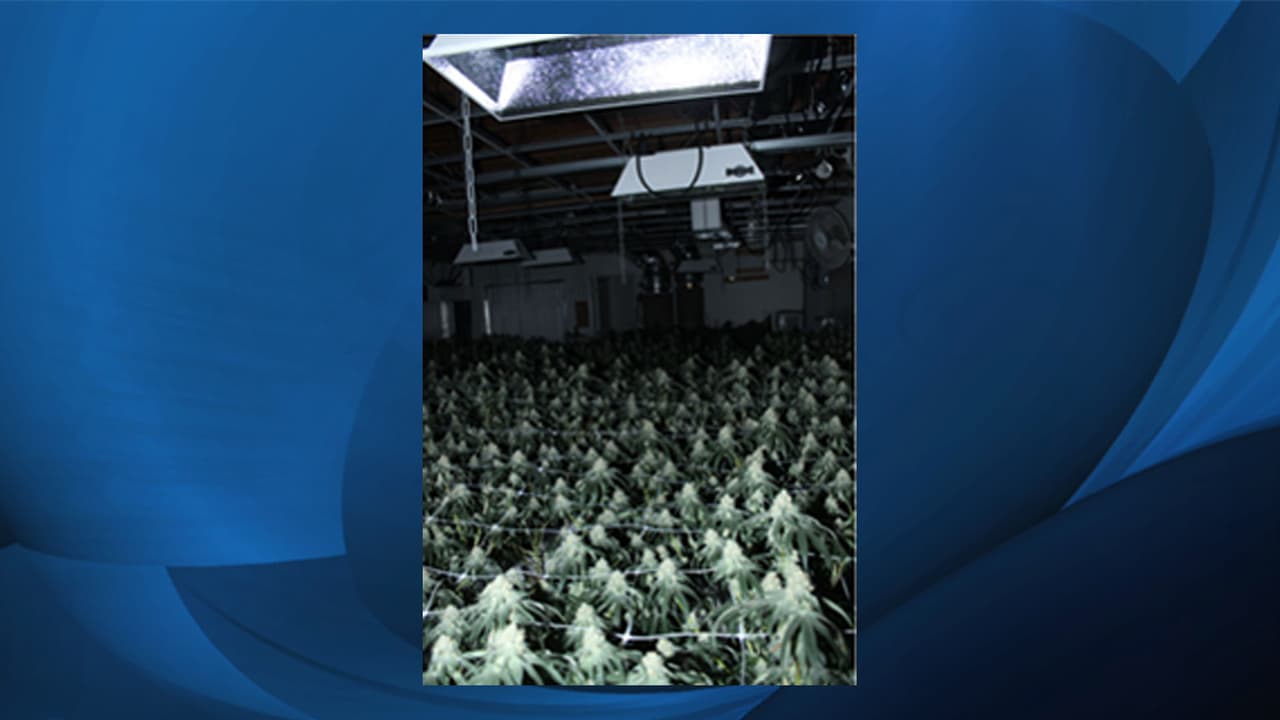 Según la policía, en promedio cada invernadero desarticulado tenía entre 340 y 1,500 plantas de marihuana. La estructura más grande tenía 8,500 pies cuadrados y estaba en una vivienda de Norcross.