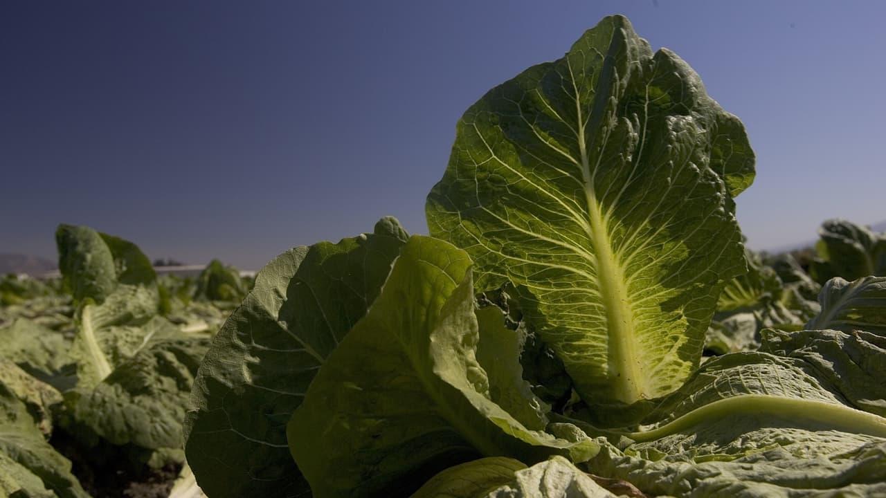 Las autoridades piden no comer lechuga romana cultivada en Salinas (California) por un brote de infecciones de E. coli