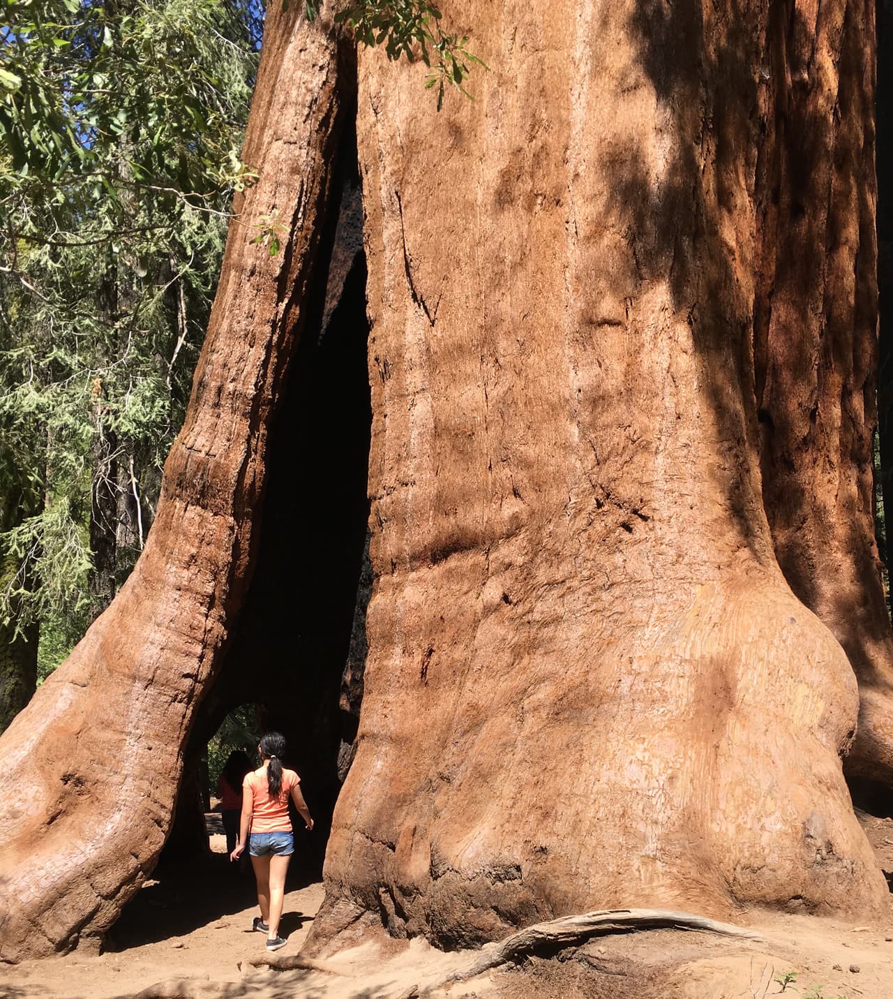 El árbol de los 1,500 años.