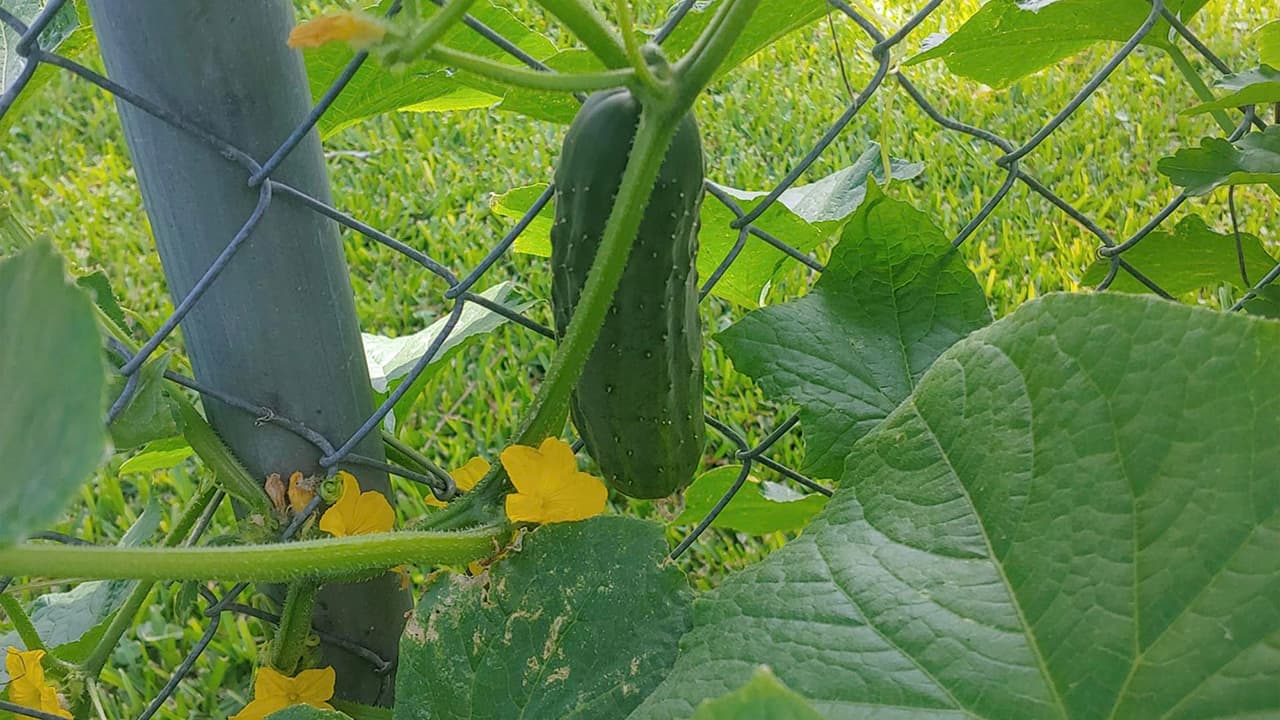 Usuarios de las redes sociales 
<a href="https://www.univision.com/local/houston-kxln/vegetales-y-frutas-cultivadas-en-casa-asi-sacan-provecho-del-aislamiento-por-el-coronavirus-algunos-texanos-video">compartieron las fotos </a>de los huertos caseros y su cosecha.