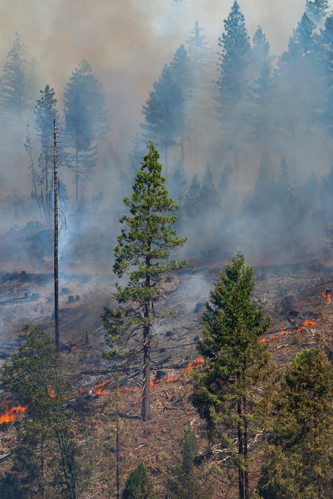 No se ofrece aún un estimado de
<b>los daños económicos y al ambiente</b> que provocó este incendio.