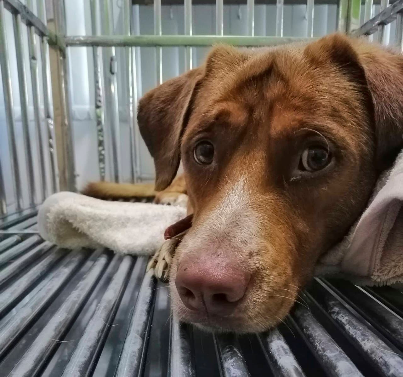 Fue entregado al grupo de protección animal Watchdog Tailandia. Payalaw contó en su página de Facebook que 'Sobreviviente' estará en un refugio temporal hasta que recupere su fuerza. Y si nadie lo reclama lo adoptará.