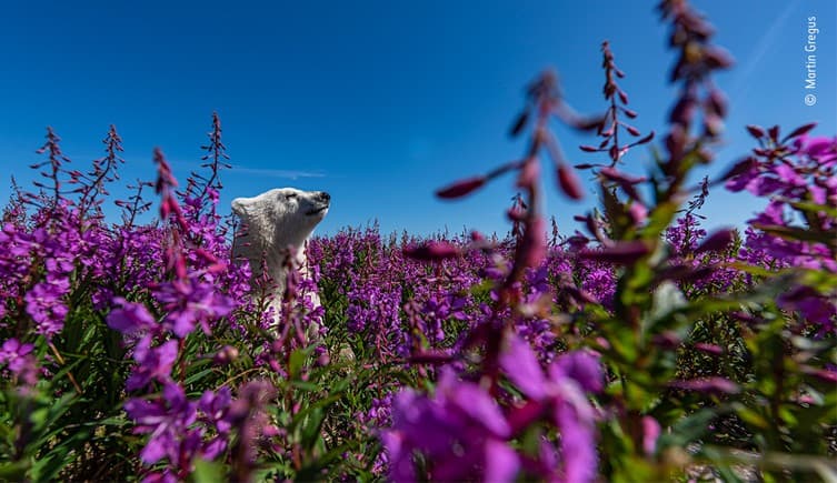 El fotógrafo Martin Gregus vio a este cachorro de oso polar jugando entre las flores de la costa de la Bahía de Hudson en Canadá. De vez en cuando, el cachorro se tomaba un descanso de su diversión y asomaba la cabeza por encima de las flores para buscar a su madre.