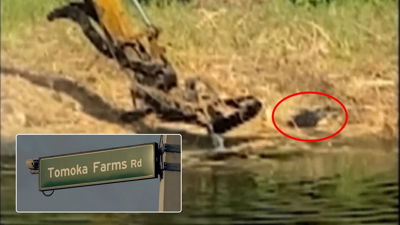 Detienen a hombre acusado de matar con un tractor a caimán y destruir su nido