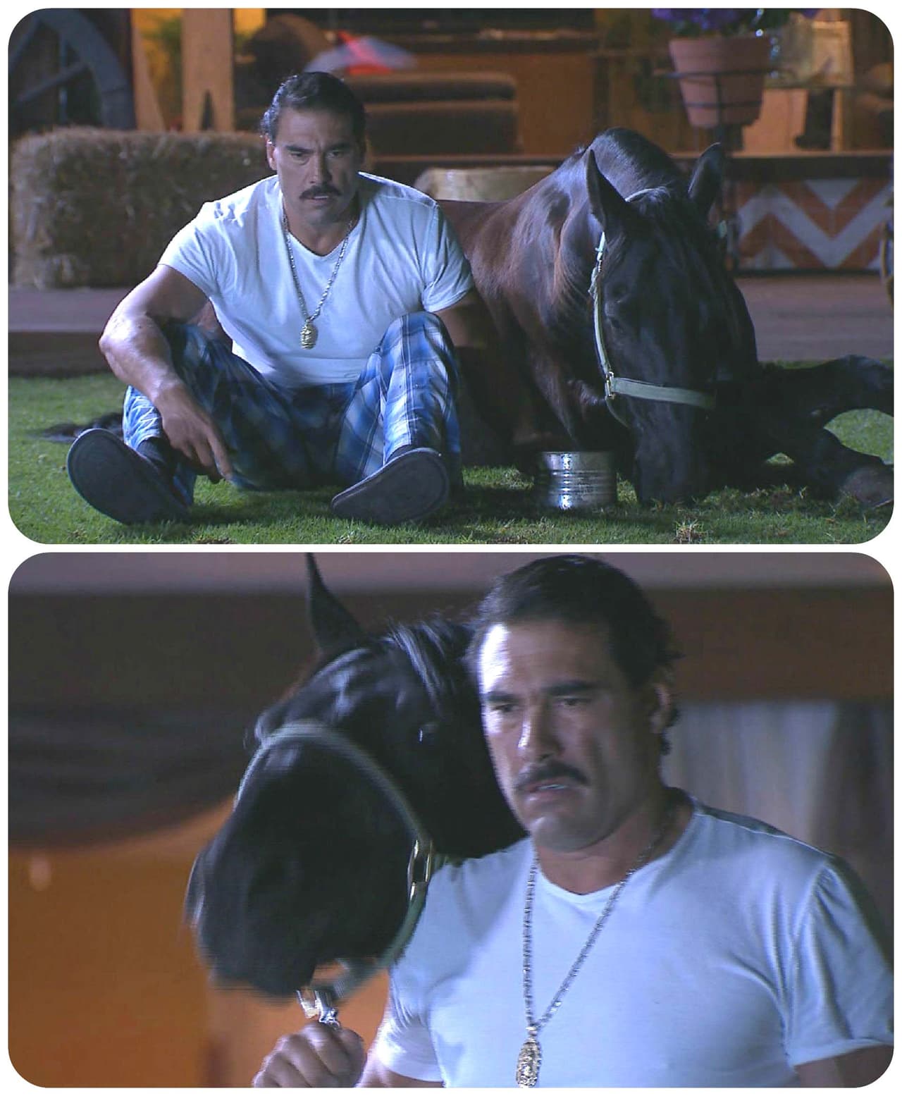 Mejor cuéntale tus penas de amor a tu hermoso caballo y tu mejor amigo.