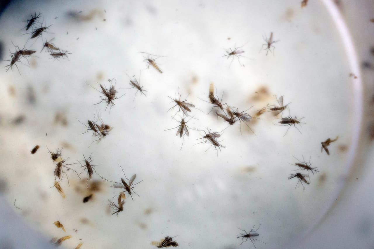 EEUU: investigan 14 reportes de posible transmisión sexual de zika