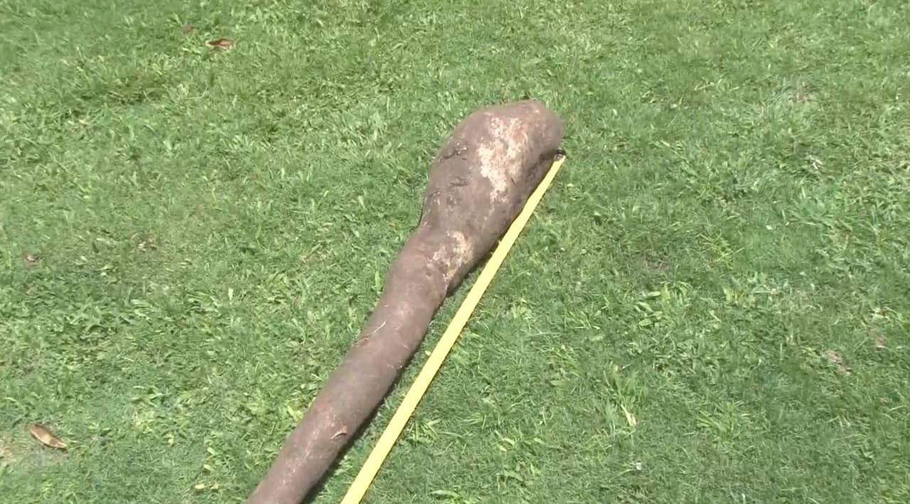 Un agricultor del barrio Cuchillas en Moca cosechó una yuca de 9 pies y dos pulgadas de alto. El fruto pesó 35 libras. La yuca es natural, no tiene químicos y fue sembrada hace un año y medio.