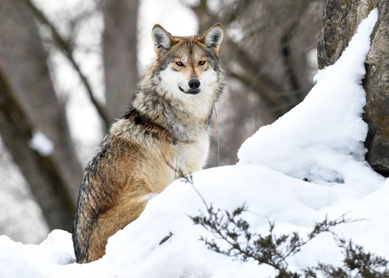 Desde su llegada del Refugio Nacional de Vida Silvestre Sevilleta del Servicio de Pesca y Vida Silvestre de EE.UU. en Nuevo México, se han ido aclimatando a su nuevo hogar: el hábitat de Regenstein Wolf Woods.