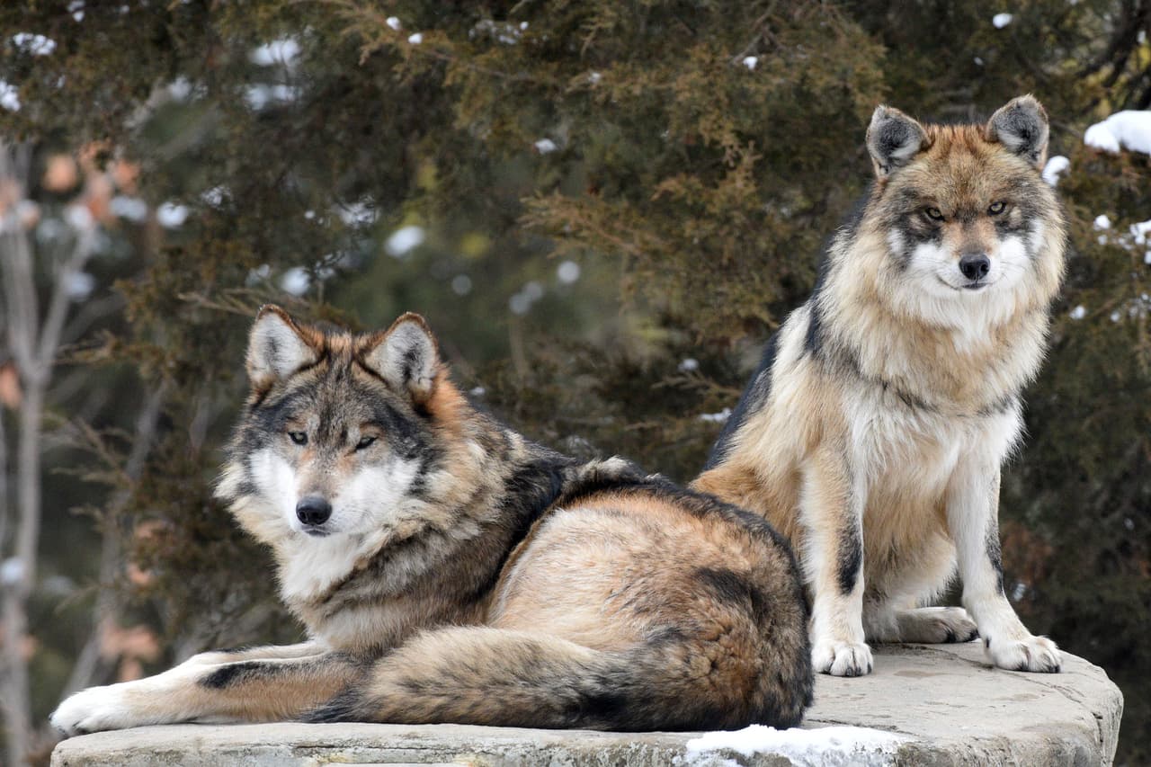 Aquellos que no puedan sintonizar a las 11:00 a.m. en Facebook podrán acceder a los videos "Bringing the Zoo to You" en la página de
<a href="https://www.facebook.com/BrookfieldZoo/" target="_blank">Facebook</a> del Brookfield Zoo y en el canal de
<a href="https://www.youtube.com/channel/UCBDh3tzmQGIRxnnzlygsi-A" target="_blank">YouTube</a>. Los chats de Facebook Live se han programado para los días de semana mientras el zoológico está cerrado.