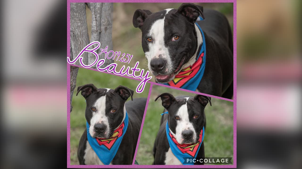 El Servicio para Animales del Condado Fort Bend localizado en la ciudad de Rosenberg, emitió un código rojo ante el sobrecupo que registran.