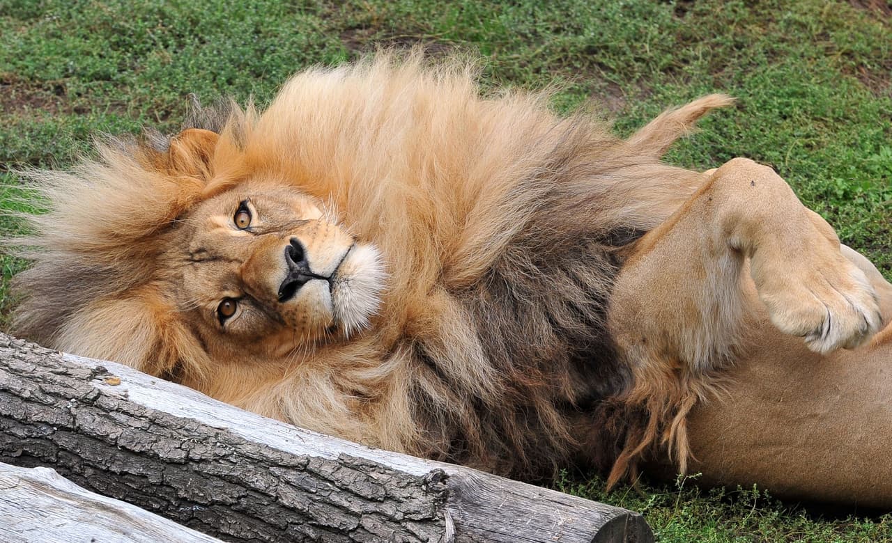 ¡A León le encanta presumir lo guapo que es!