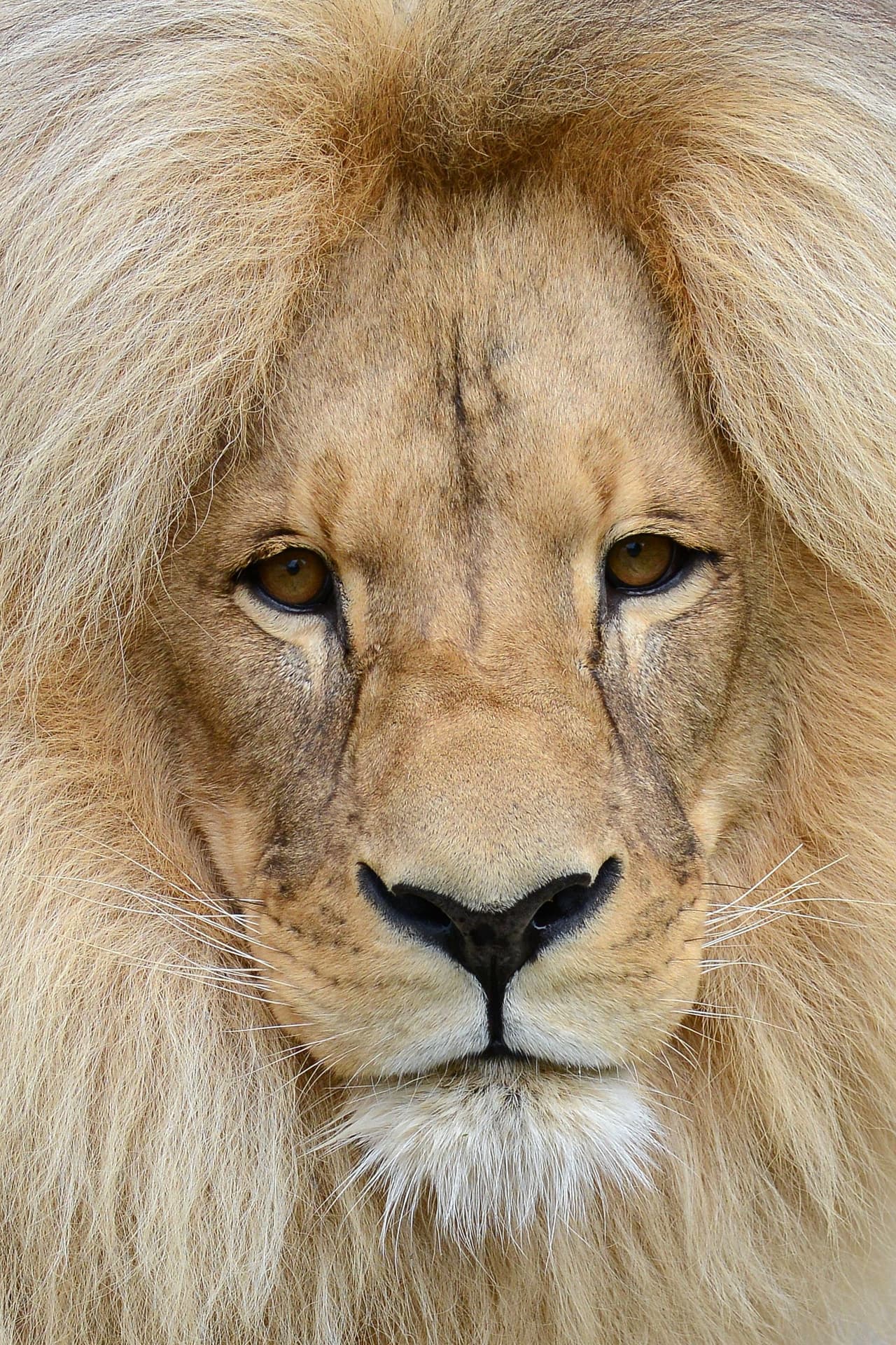 El rey de la jungla además sabe que todos van a verlo.