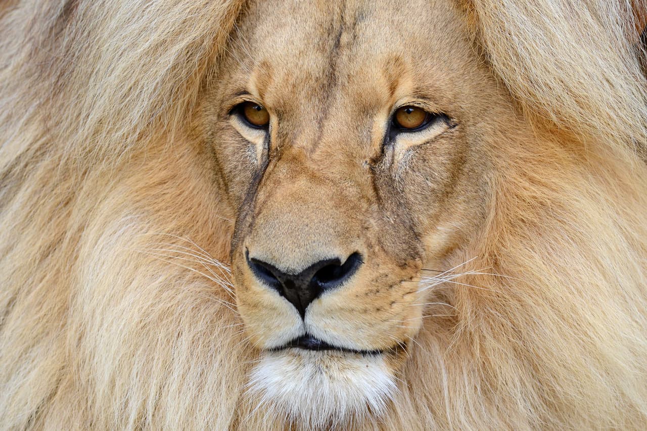 Él llegó hace 10 años al lado de su hermana, Ronja.