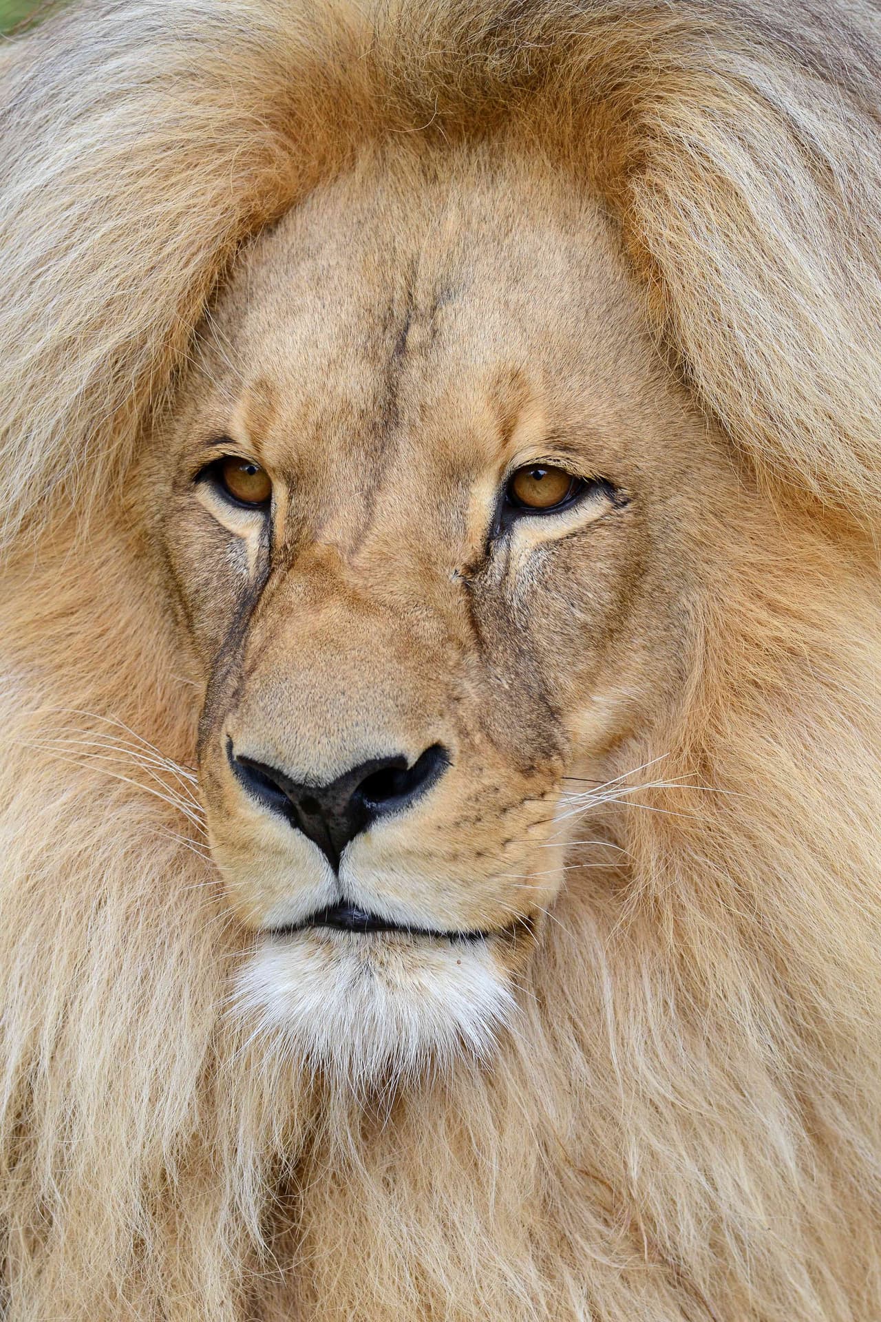 Este asombroso felino se llama ‘Leon’ y tiene miles de fans debido a su melena.