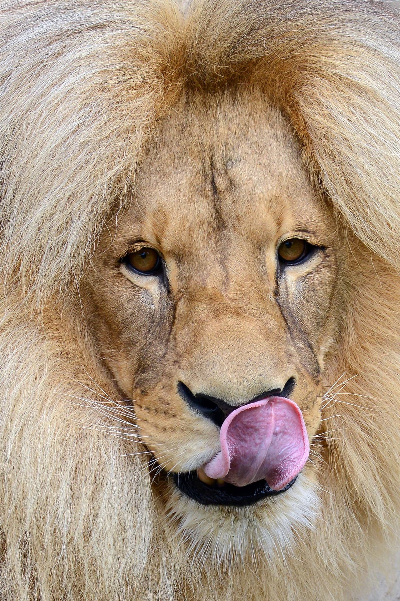 Él es la estrella que todo asistente al zoológico quiere ver.