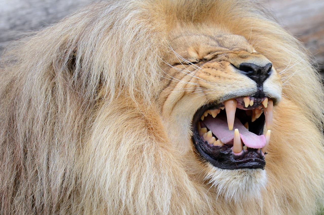 Sin embargo, es él quien se ha llevado las palmas debido a su voluminosa y sedosa cabellera.