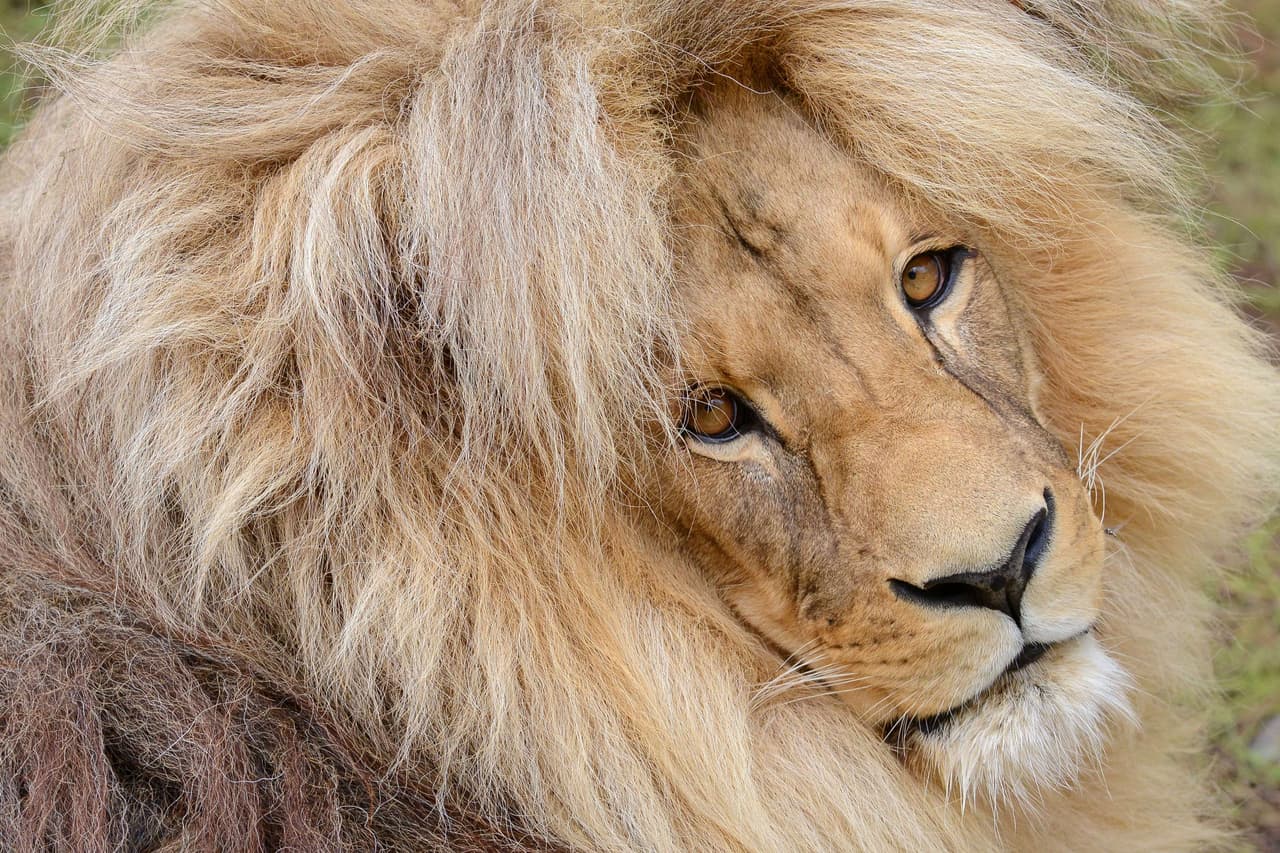 Él vive en el zoológico Usti nad Labern, en la República Checa.