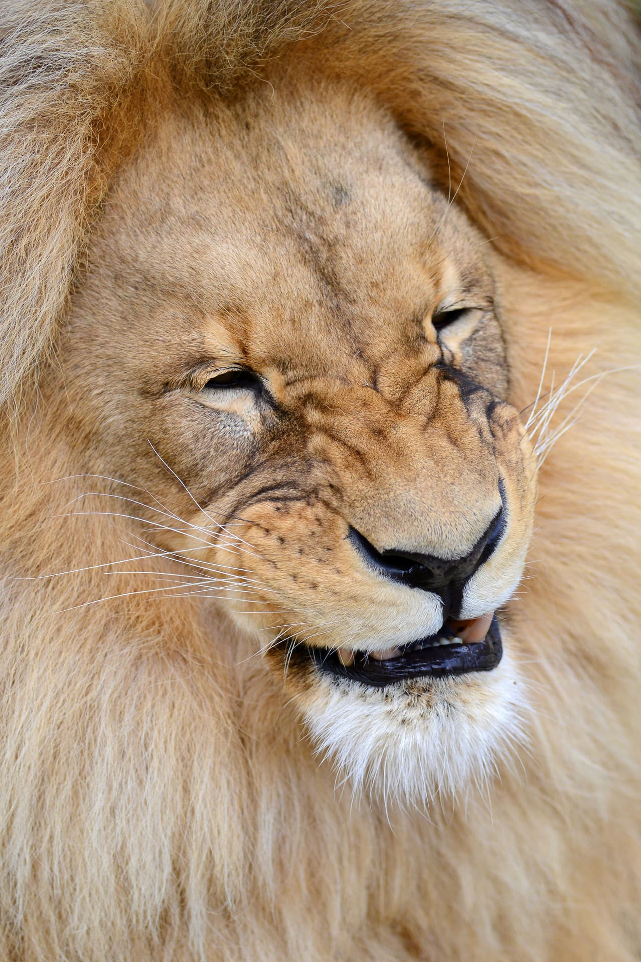 Su increíble apariencia lo ha convertido en la atracción principal.