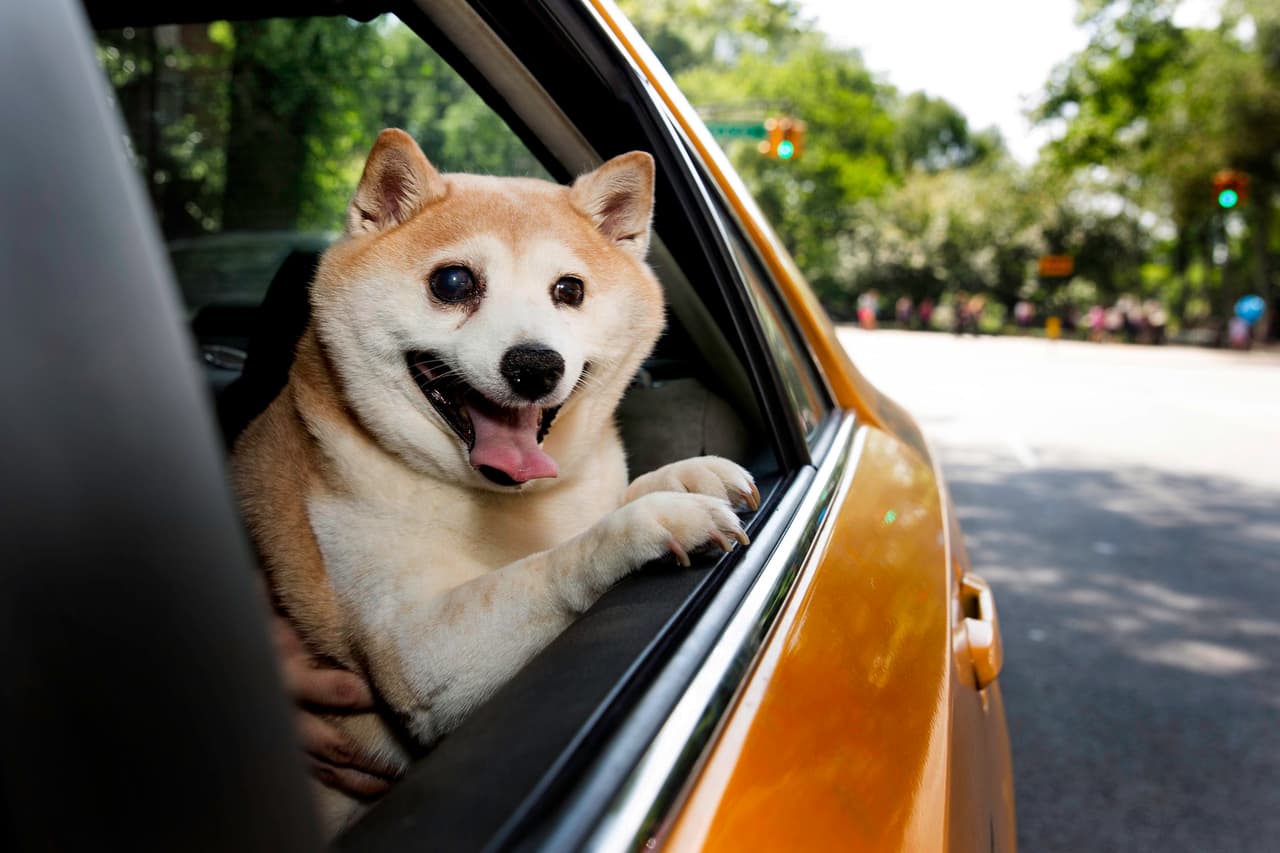 La can de raza Shiba constantemente tiene una mueca chistosa.
