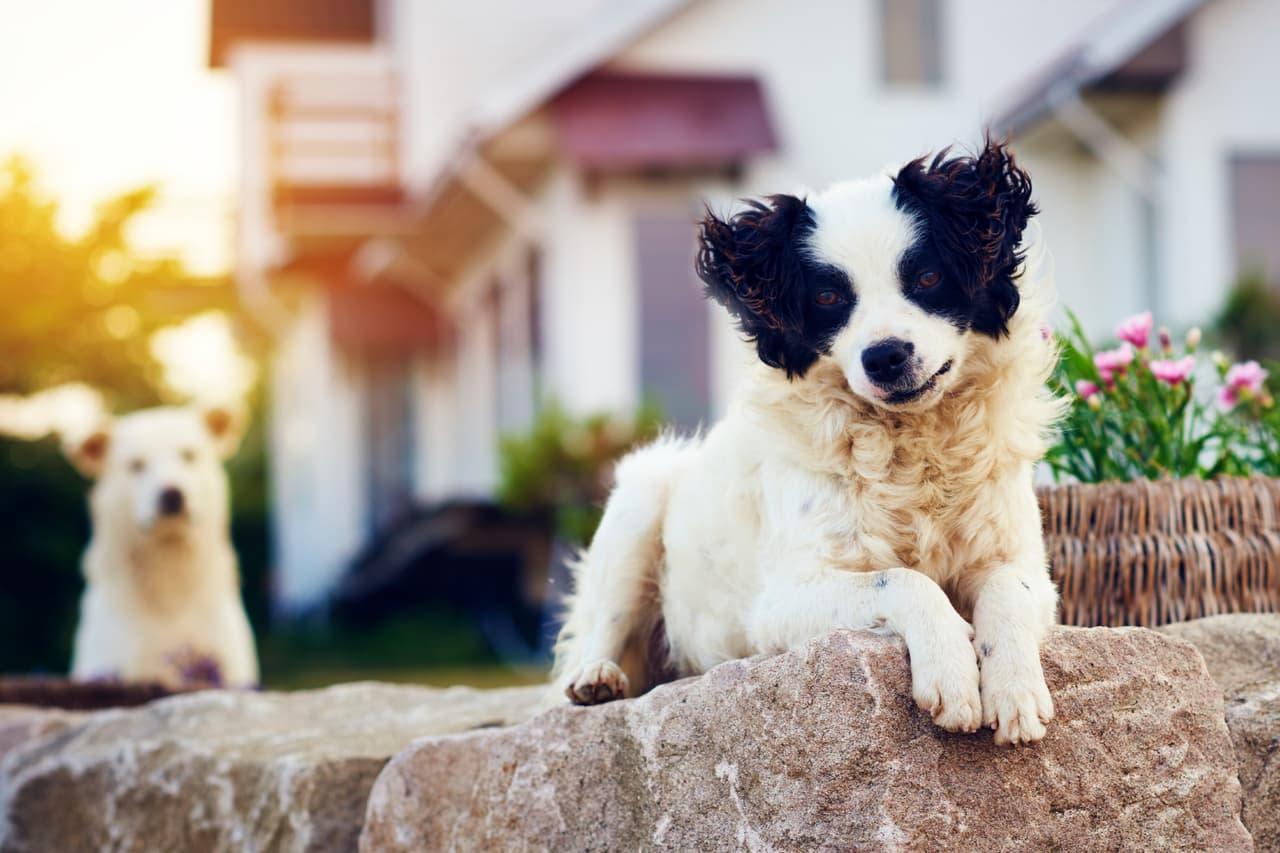 De acuerdo con la prestigiosa revista Psychology Today, "varios estudios han encontrado que tener un perro
<b> <a href="https://www.psychologytoday.com/us/blog/how-do-life/202105/8-emotional-benefits-and-3-liabilities-having-dog" target="_blank">reduce el estrés</a></b>". Además, una encuesta en EEUU del Human Animal Bond Research Institute encontró que "el 80 por ciento de los dueños de mascotas dicen que su mascota los hace
<b> <a href="https://habri.org/research/mental-health/social-isolation/" target="_blank">sentir menos solos</a></b>".
<br>