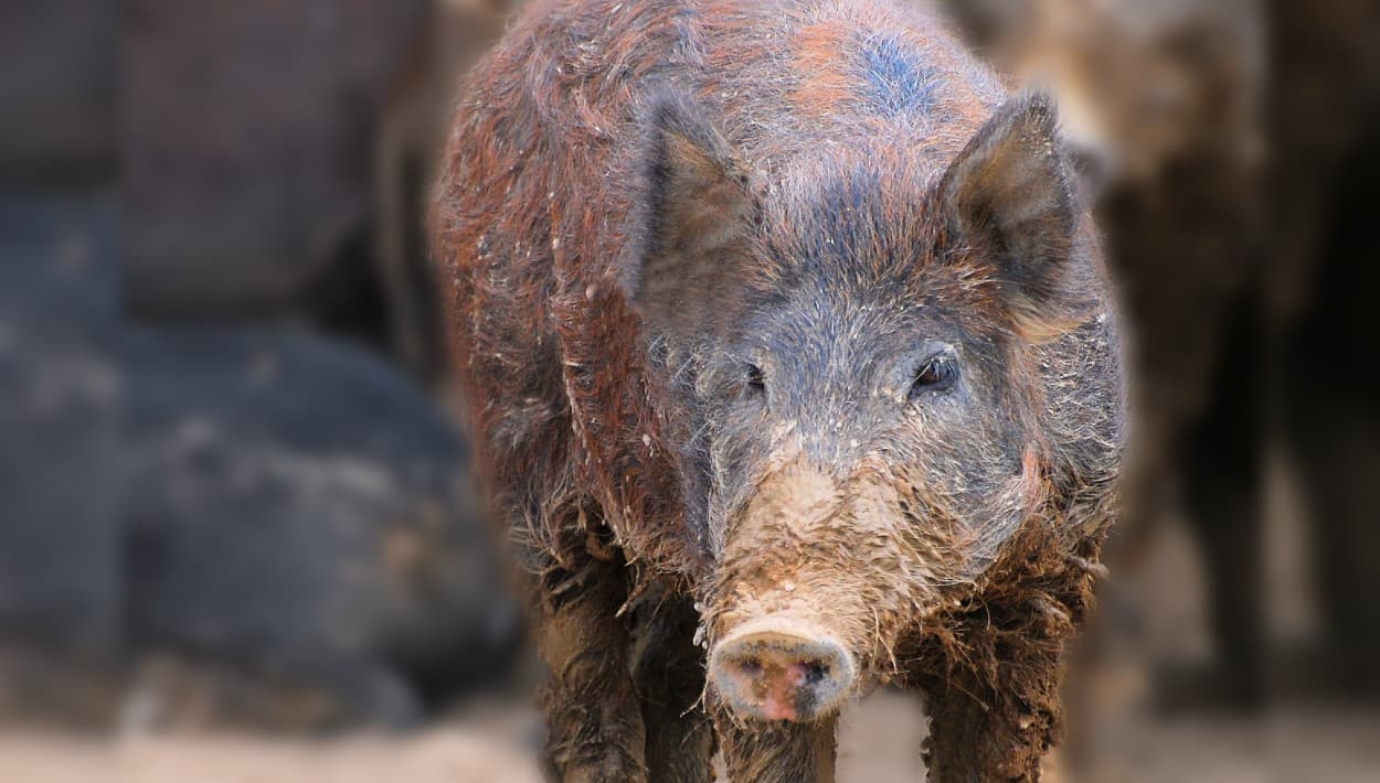 Cerdos salvajes al acecho en 67 pueblos de la Isla: federales hacen llamado para frenar su avance 
