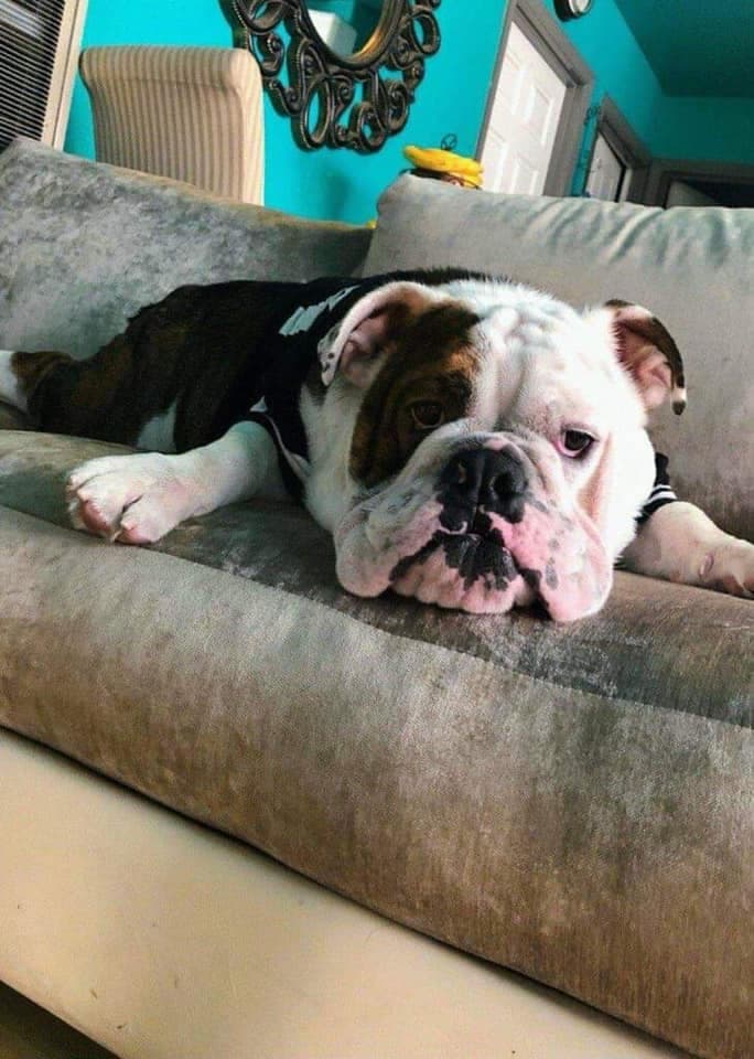 Panchito - Ade Salgado