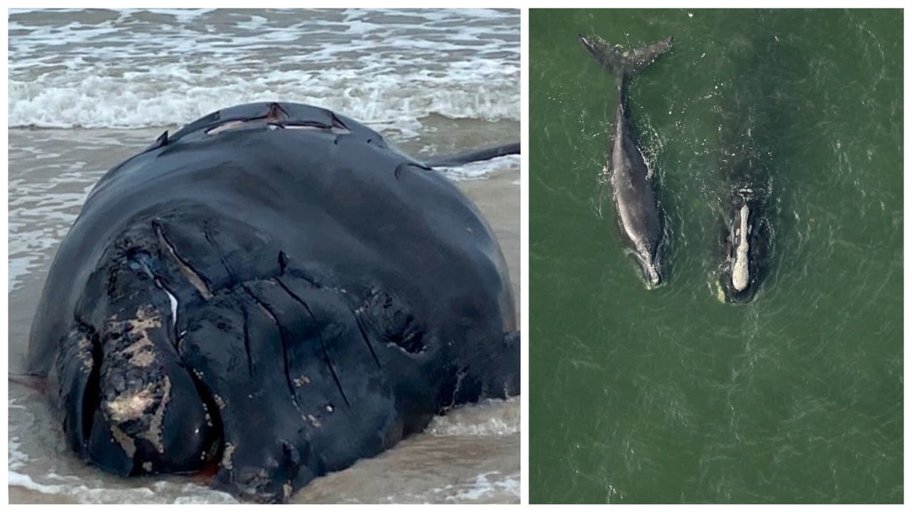 Encuentran con heridas a la madre de una ballena muerta en Florida