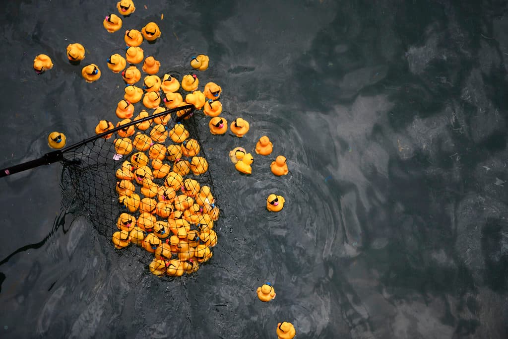 <b>1) </b>El Derby de Patitos de Chicago es un evento de recaudación de fondos emblemático que beneficia al equipo de Olimpiadas Especiales de Illinois. Las ganancias de la adopción de patitos se destinan a apoyar la programación e impactan a una comunidad de más de 24,000 atletas.