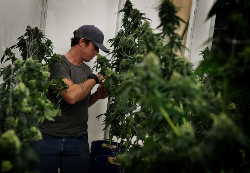 Los estados de Massachusetts y Maine también aprobaron medidas para despenalizar la venta y consumo de la cannabis en 2016, pero dichas leyes todavía no han entrado en vigor.