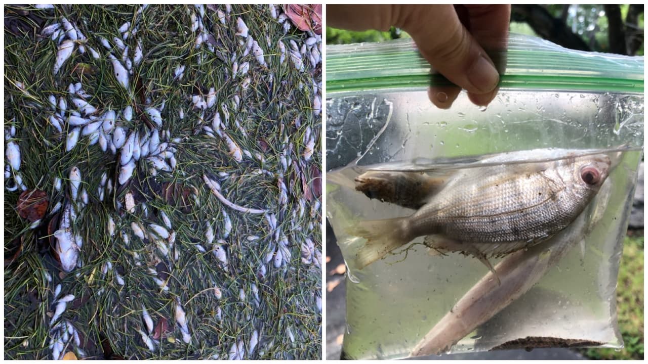 En los últimos días han aparecido miles de peces muertos en la orilla de la Bahía de Biscayne, en el área del parque Morningside.