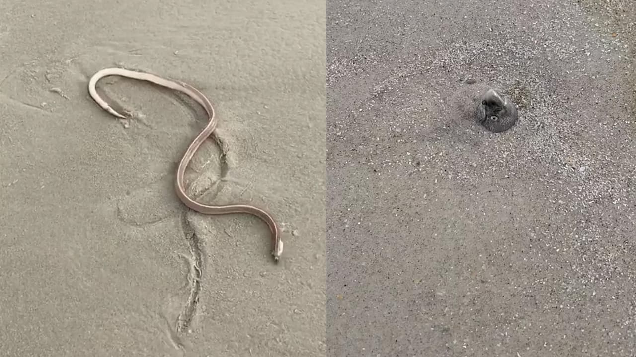 Conoce la misteriosa criatura marina que apareció en la playa de Padre Island