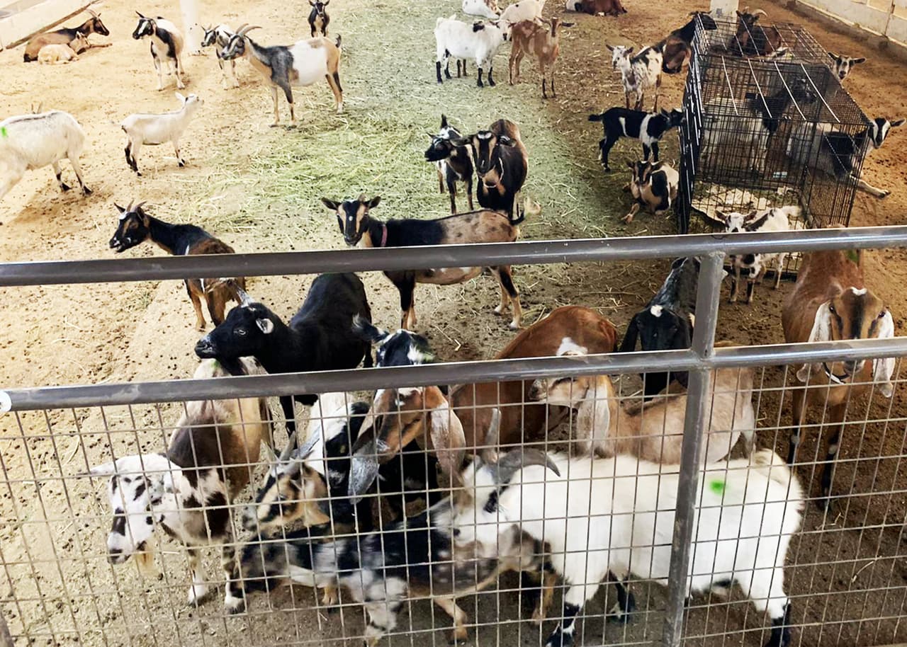 Corrales están llenos con animales que buscan refugio tras huir de las llamas del incendio Creek