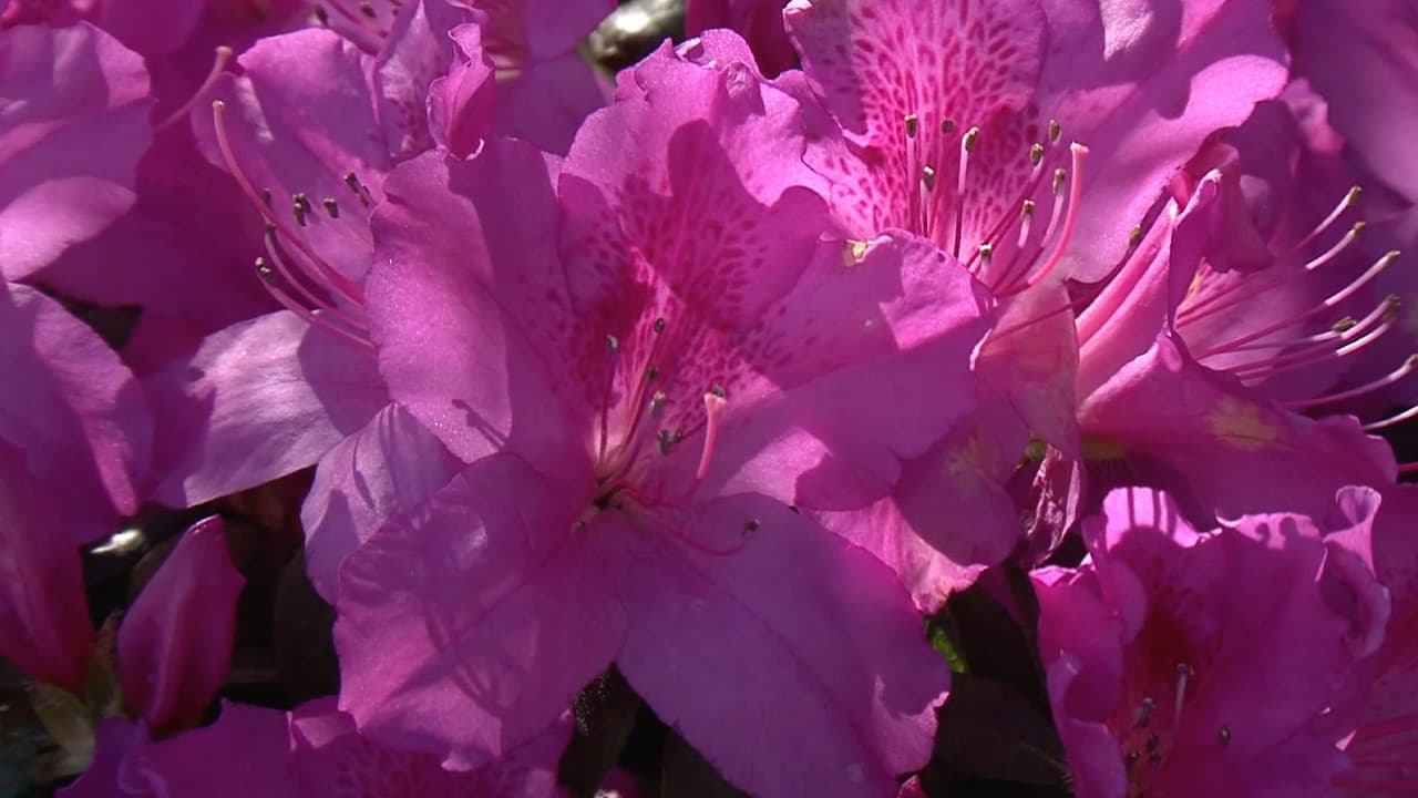 Se contará con la presencia de expertos en árboles, jardines orgánicos, plantas y flores.