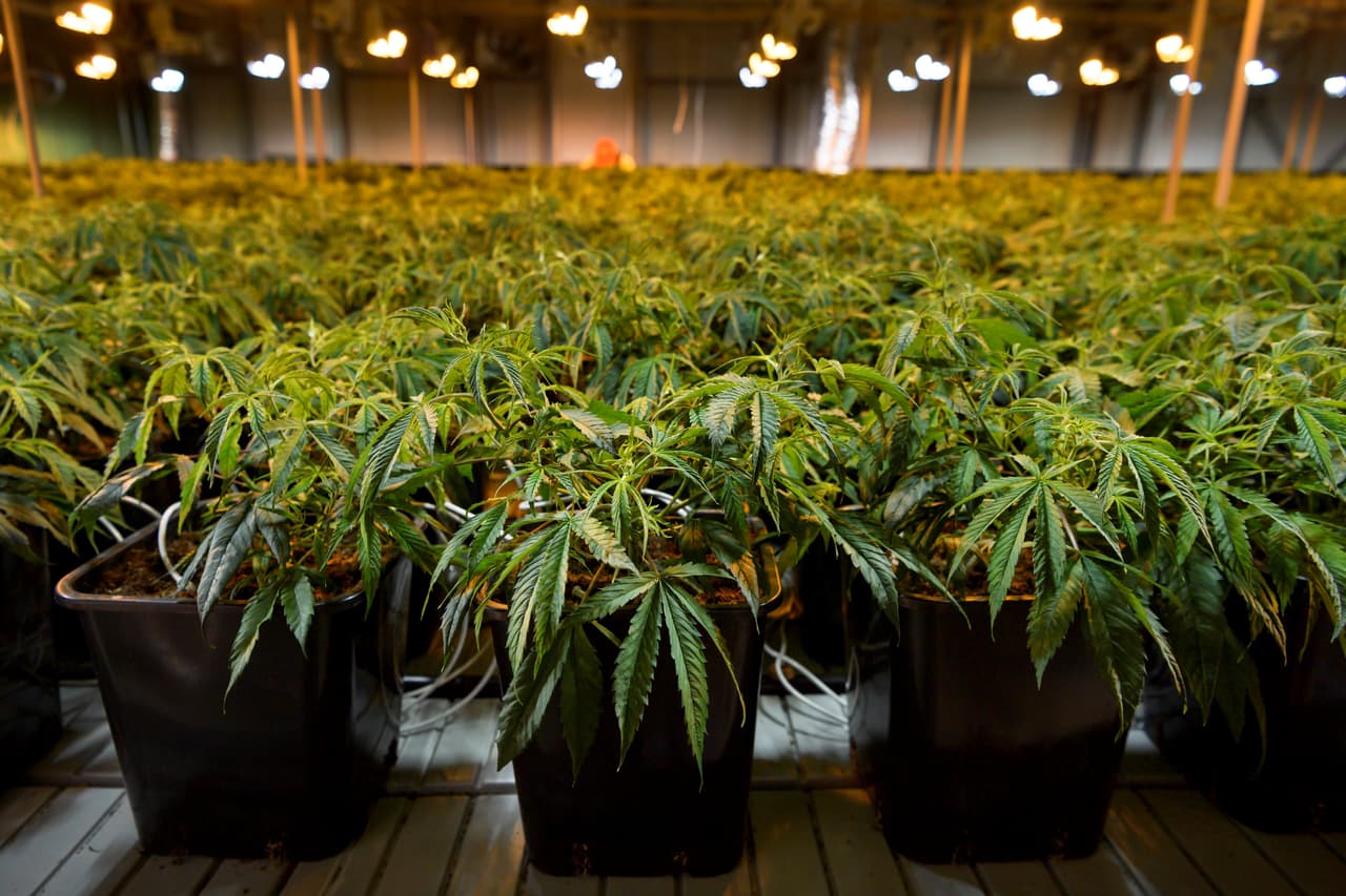 Autoridades dan duro golpe a mafia china de invernaderos clandestinos de marihuana en Sacramento