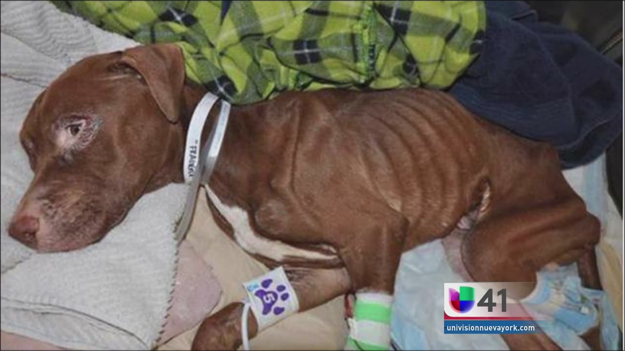 Cómo denunciar el abuso de animales 