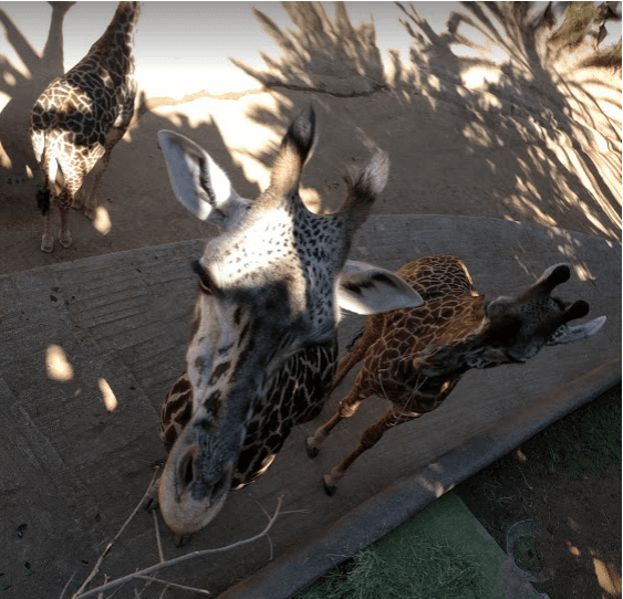 Google puso cámaras con sensor de movimiento para retratar a los animales.