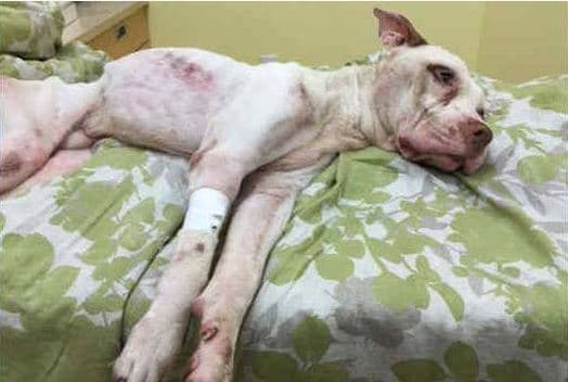 Perro fue abusado y abandonado en estacionamiento de Brooklyn