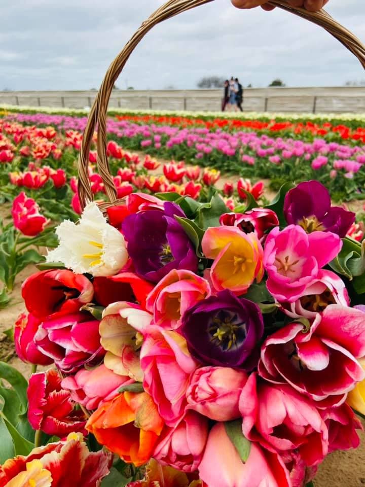 Al llegar al lugar te entregan una canasta que puedes llenar de flores de tulipanes. 
<br>