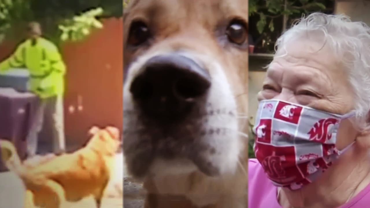 Con ladridos desesperados, un perro llama la atención y salva la vida de la anciana que lo recogió de la calle