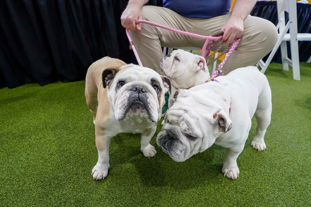 Estos tres perritos están junto a su dueño, esperando para participar de los eventos de la exposición canina.