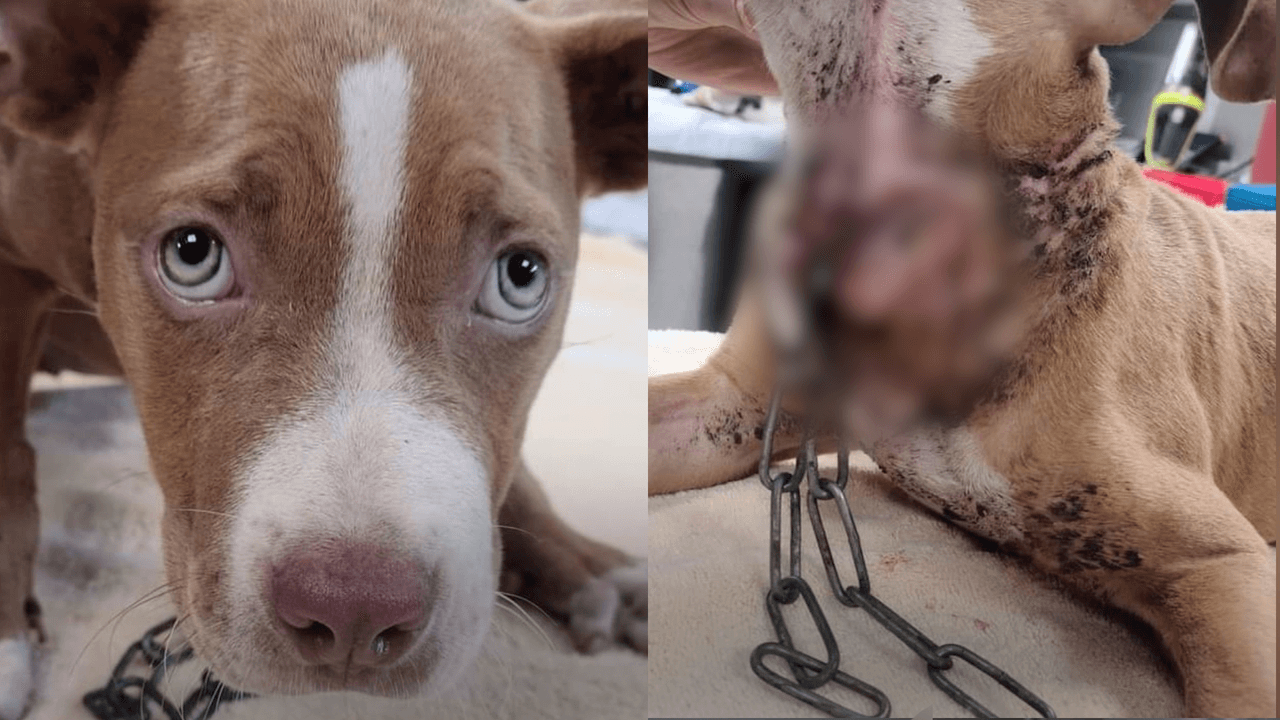 Actor de los 'Avengers' ofrece recompensa de 5 mil dólares para encontrar a la persona que abusó de su perro